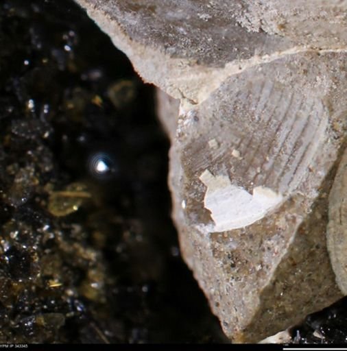 undet. Bivalvia