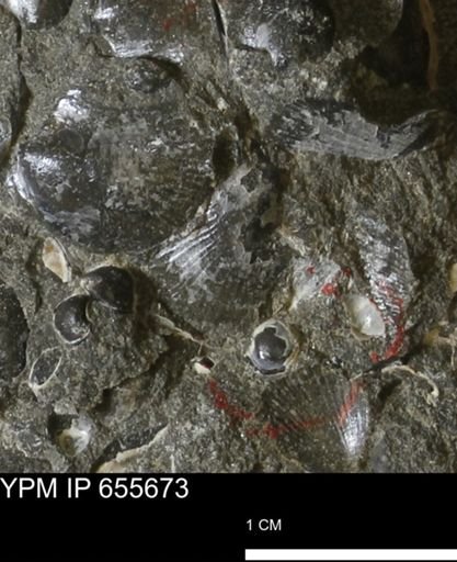 Oxytoma (Hypoxytoma) nebrascana