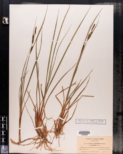 Carex aquatilis