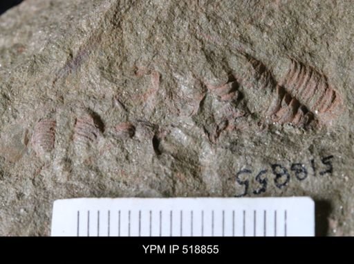 undet. Trilobita