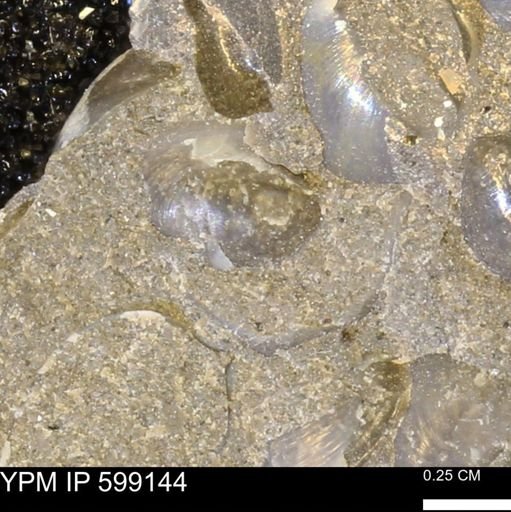 undet. Bryozoa