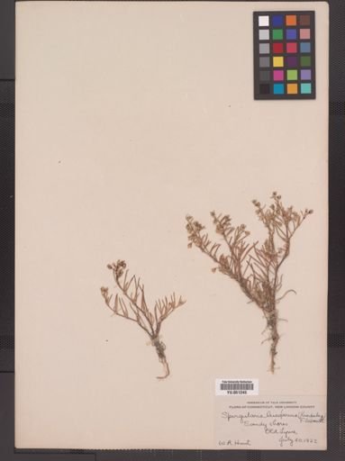 Spergularia marina