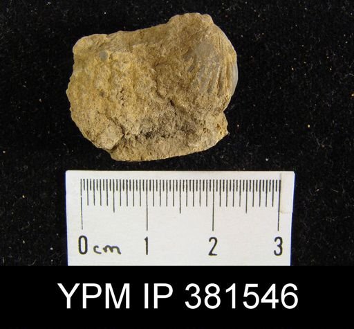 Uncinulus sp.