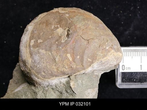 Inoceramus sp.