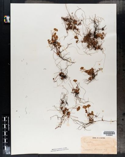 Marsilea