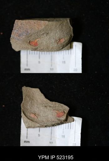 undet. Xiphosurida