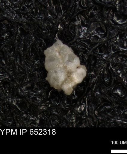 undet. Heterohelicidae