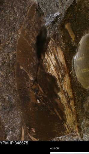 Limopsis striatopunctatus