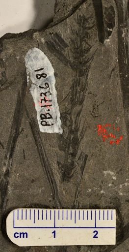 Paleostachya sp.