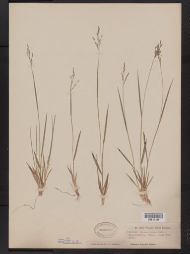 Panicum depauperatum