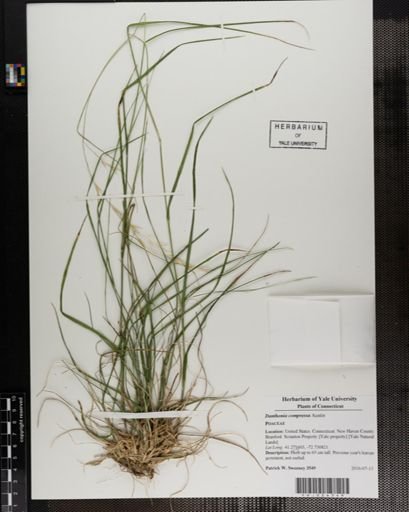 Danthonia compressa