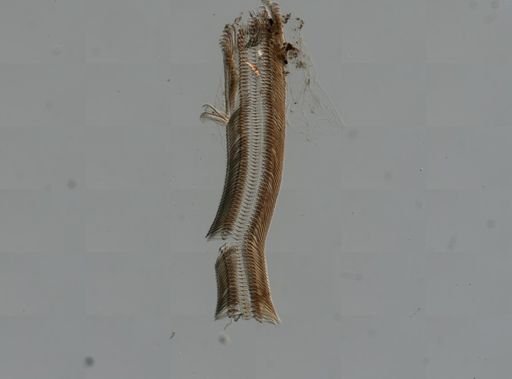 Elimia virginica