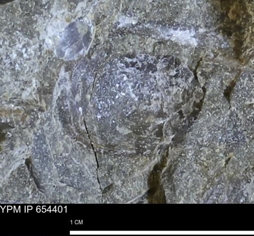 Mollusca