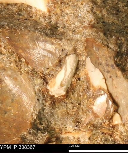undet. Mollusca