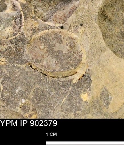 Baculites