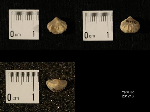 Wellerella osagensis