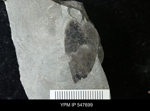 undet. Eurypterida