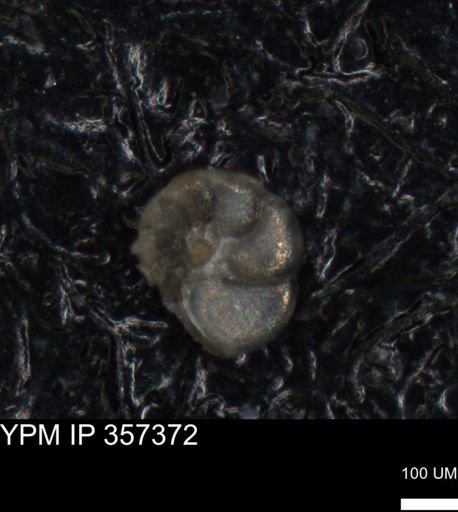 undet. Foraminiferida