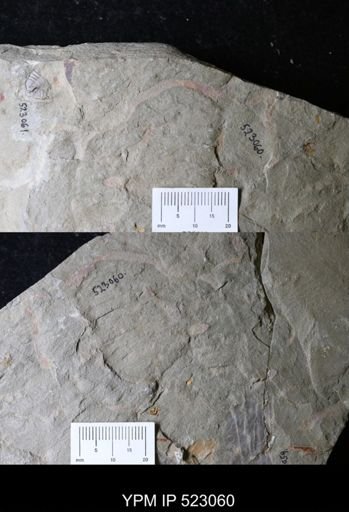 undet. Ichnofossil