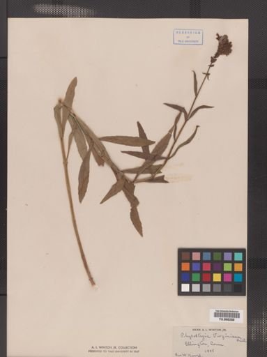Physostegia virginiana