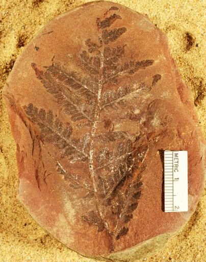 Pecopteris
