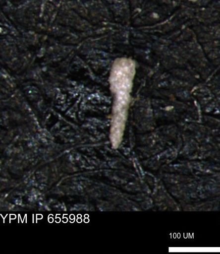Verneuilinoides kansasensis
