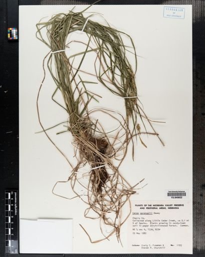 Carex sprengelii
