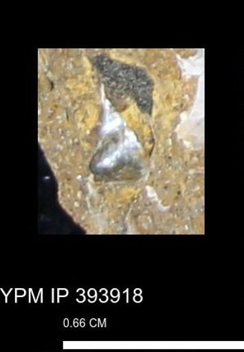Phelopteria?
