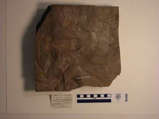 Anomoepus crassus