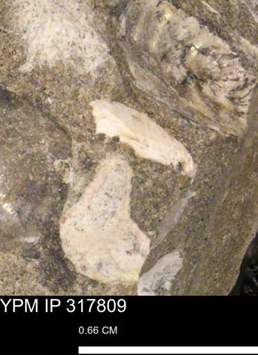 undet. Mollusca