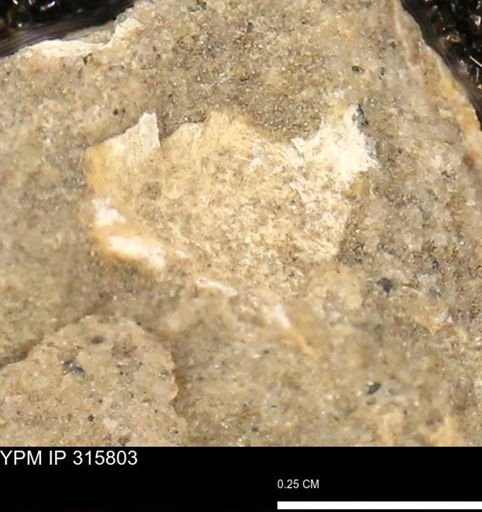 undet. Mollusca