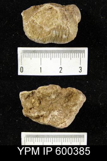 Marginifera lasallensis