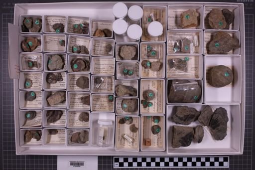 mixed taxa, stratigraphic collection