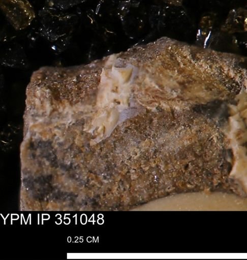 undet. Mollusca