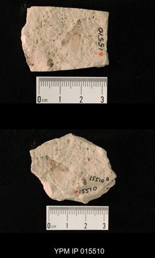 Probnis speciosa