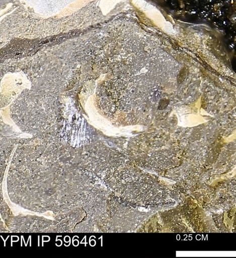 undet. Mollusca