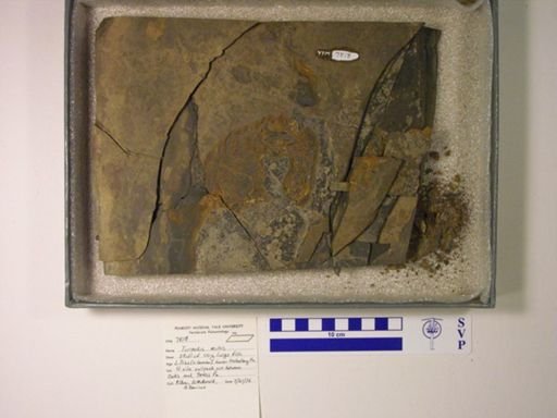 Turseodus sp.