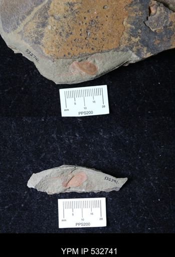 undet. Xiphosurida