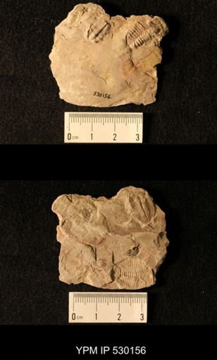 Elrathia kingi