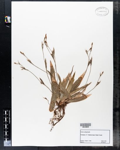 Carex platyphylla