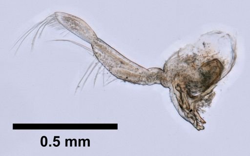Gammarus oceanicus