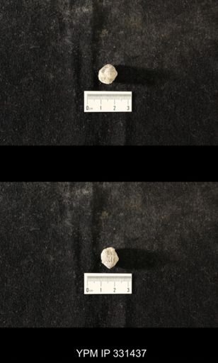 Flexicalymene sp.