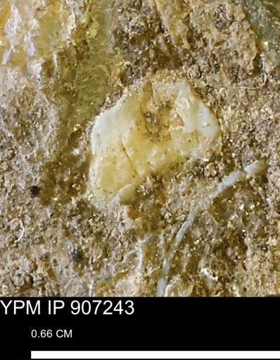 undet. Mollusca