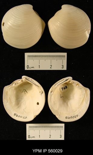 Lucina pensylvanica