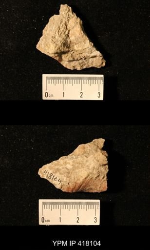 Spirifer cameratus