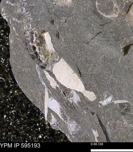 undet. Ammonoidea