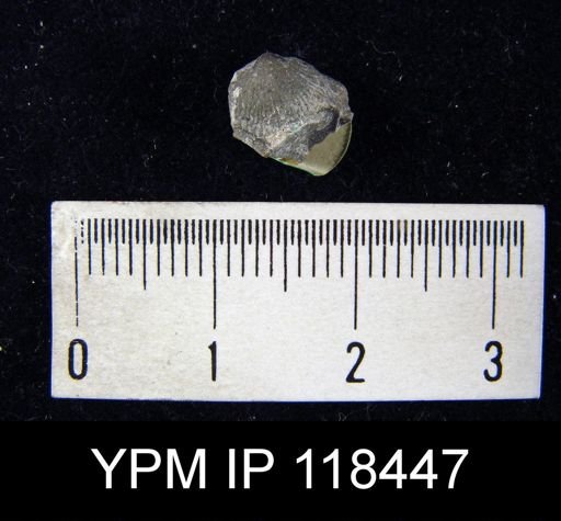 Dalmanella elegantula submedia