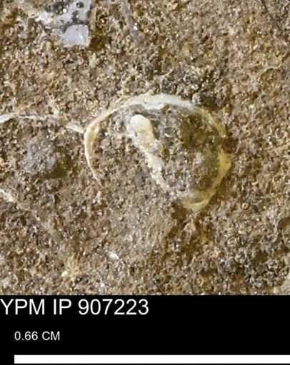 undet. Mollusca