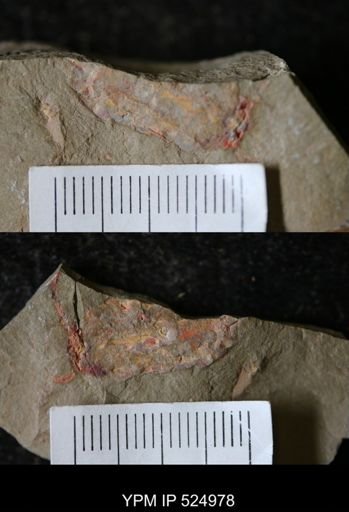 undet. Eocrinoidea