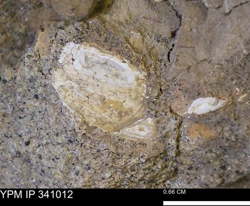 Corbicula sp.